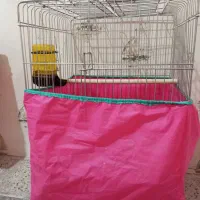 قفس بزرگ کاسکویی