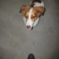 سگ پا کوتاه