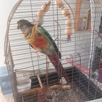 طوطی گرینچیک سخنگو