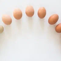پخش تخم مرغ مزرعه