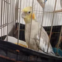عروس مادر فرزند جوجه سه ماهه