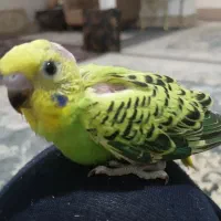 جوجه مرغ عشق