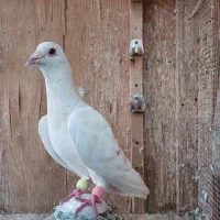 لایه نر گوک با سار نر پلاکی