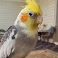 پرنده