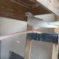 کفتر ،کبوتر اصفهانی  ،سفید