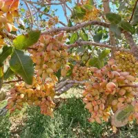 راهکارهای نگهداری رطوبت و اصطلاح خاک
