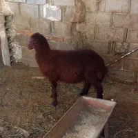 2تابره نر شیر مست وزن تقریبی ۶۵تا۷۰مخصوص پروار