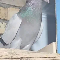 کبوتر کاغذی و سبز دم سفید