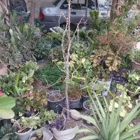 گل سالم|گل و گیاه طبیعی|سبزوار, سجاد|دیوار