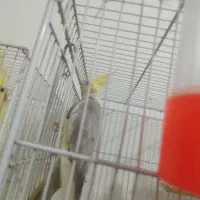 عروس هلندی نر سخنگو و دستی