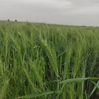 چهار هکتار کلش گندم برای چرای دام
