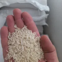 برنج هاشمی دره رود