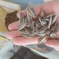 تخمه