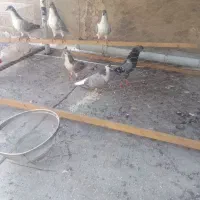 کفتر