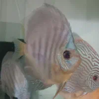 دیسکس های بادی