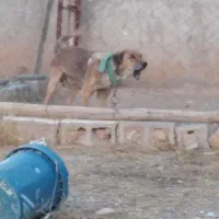واگذاری سگ نگهبان