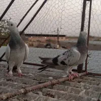 جفت کفتر بدرنگ