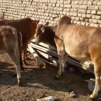 گوساله ماده معاوضه ای