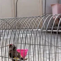 سهره|پرنده|خرم‌آباد, |دیوار