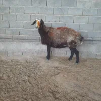 میش چاق