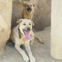 سگ نگهبان پژدر نر ۴ساله با توله پژدر ده ماهه نر