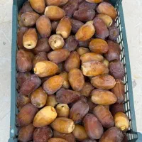 رطب عسلی درجه یک