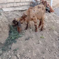 بزغاله نر