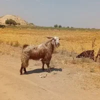 نر بز بیش