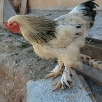 خروس برهما