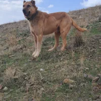 سگ نر