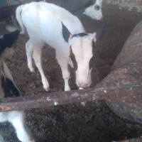 گوساله