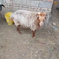 قوچ