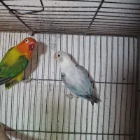 طوطی برزیلی