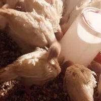 فروش بقلمون