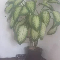 دوعدد گل خانگی