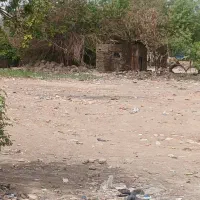 زمین۵۰۰۰متر جواز گلخانه  برق صنعتی در فیروزآباد