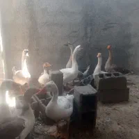 9عددقوغاز