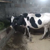گاودورگ محلی باردار ۲۰ روز مانده به زایمان