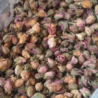 غنچه گل محمدیی