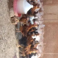 فروش فوری  ۵ عدد جوجه مرغ ۴۰ روزه