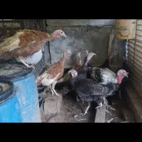 بوقلمون ماده