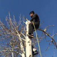 خریدار چوب هرس قطع درخت سربرداری برش درخت باغبانی