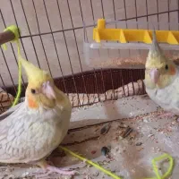 عروس هلندی