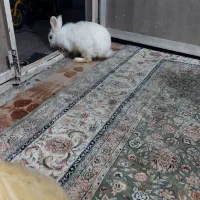خرگوش|موش و خرگوش|مشهد, شهرک مهر آباد|دیوار