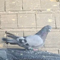 میثم