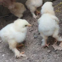 جوجه برهما لایت