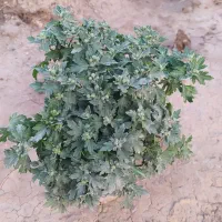 داوودی درجه یک