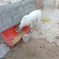 قیمت۱۰۰