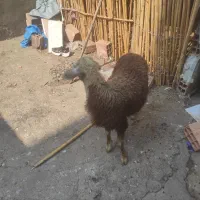 بره