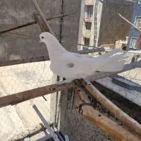 کبوتر سفید/پرشی شمرونی